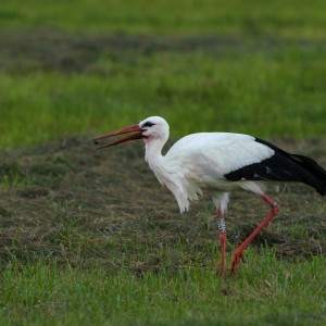 Storch 2